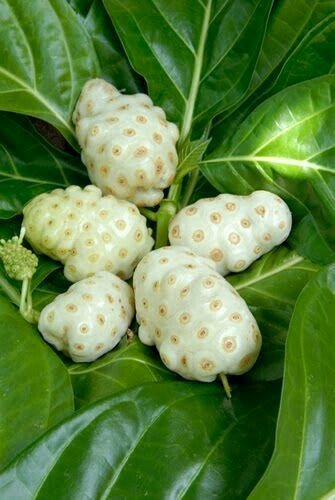 Mengkudu Buah yang Sering Diabaikan, Tapi Sudah Lama Dikenal dalam Tradisi Herbal